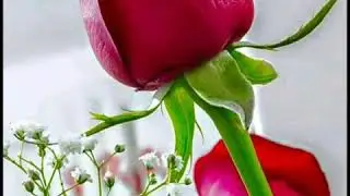 2020 Valentine week list date and scheduled//Valentine week 2020//2020/Valentine month 2020.
