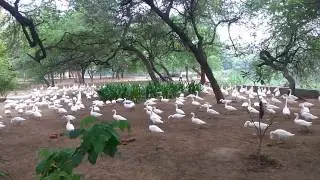 Beautiful scenery of sanjay lake mayur vihar