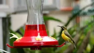 Sunbird Feeder