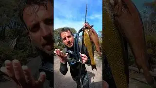 Catch & Cook Butter Fish😋              #spearfishing  #catchandcook #australia  #butterfish #spearo