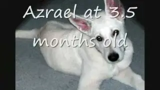 Azrael