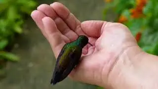 Kolibri trinkt aus meiner Hand - ...und aus der Hand meiner Frau in Trinidad
