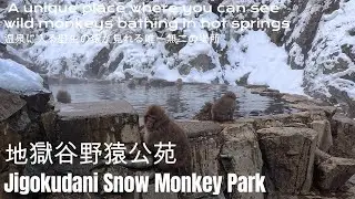 Japan Travel Lens【Jigokudani Snow Monkey Park】地獄谷野猿公苑