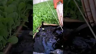 Hydroponic Vegetables Farming #satisfying #shortsvideo