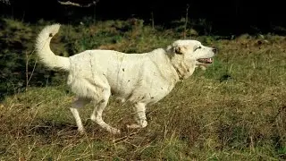 Can Kangal Dogs Be Aggressive Towards Humans?