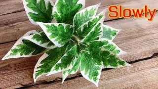 ABC TV | Как сделать Cornus Alternifolia 