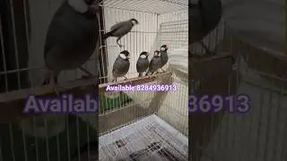 java fich available|| Exotic birds Chandigarh|| pets Shop Chandigarh #shortsfeed #birds #birdsmarket