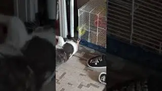 Том и Джерри в перерыве между съёмками 😅 часть 2)))