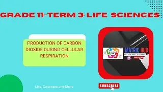 Grade 11 Life Sciences :An investigation of carbon dioxide production during cellular respiration.