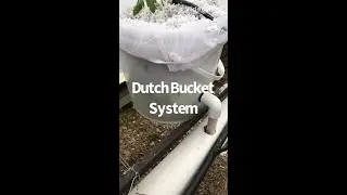 Dutch bucket system