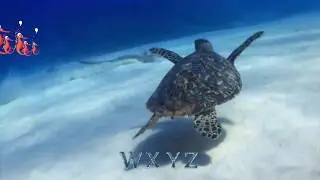 Turtle | ABC Song | Nursery Rhymes