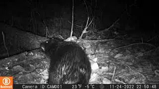 Beaver works on ash tree at Quonquont Farm in Whately, MA