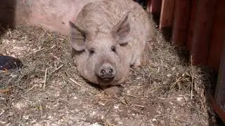 A Pig Rescue