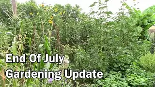 End Of July Gardening Update - Where Are You Watching From?