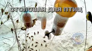 Кормушка для птиц  27 января 2026 года (07)
