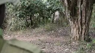Elephant charge during a walking safari in Ngorongoro (Tanzania)