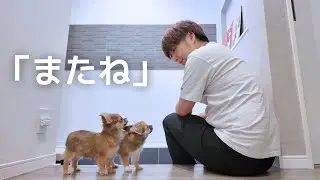 【犬7頭と暮らすおっさん】卒業の2人にありがとうの気持ちを込めて【子犬の卒業】