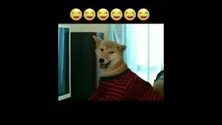 Mad Gamer Alert! #funny # #subscribed @petclub7958 #doglovers#educational #viralshort