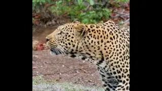 Male Leopard Scent Marking Mashatu Nov 2025