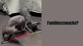 Familienzuwachs? #katze #katzenvideos #katzenaufyoutube #bengalkatze #katzen #katzenliebe 