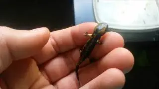 Firesalamander
