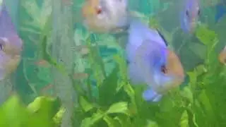 How to Care For Electric Blue Rams - Gerber's Tropical Fish