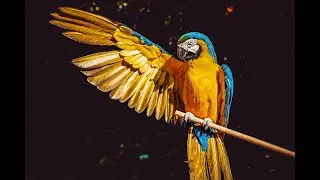beautiful birds in the world | no copyright video | royalty free