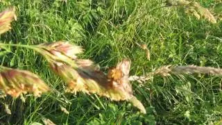 Raupenfliege, Tachina fly (tachinid) and its cleaning behavior