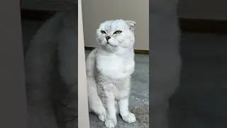 Sonya&hellip;🙄 #cat #cats #pets