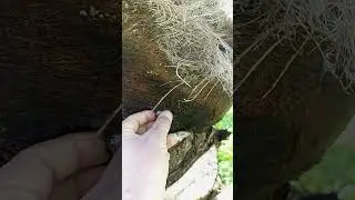 طريقة تكريب نخلة الزهدي