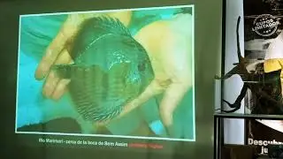 Especies de Peces Discos salvajes y como reconocerlos