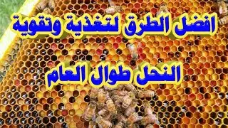 افضل الطرق لتغذية وتقوية خلايا النحل طوال العام انواعها اوقاتها اهدافها للاستاذ ابوموسئ الجبوري