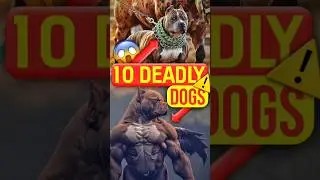 Top 10 Most Dangerous Dog Breeds in 2025 🐕⚠️