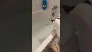 How we wash a cat part 2❤️