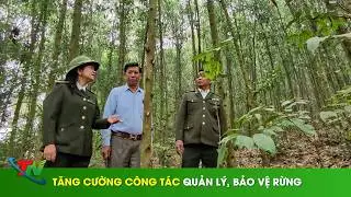 Tăng cường công tác quản lý, bảo vệ rừng