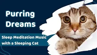 Purring Dreams: Sleep Meditation Music with a Sleeping Cat
