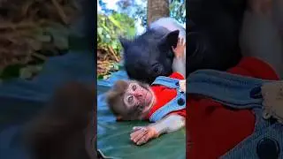A monkey🐒 that loves to do farm work #monkey #shorts