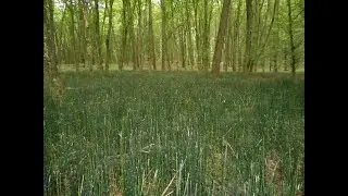Gymnadenia densiflora, Brassica elongata, Equisetum hyemale, Thalictrum lucidum, Hypholoma capnoides
