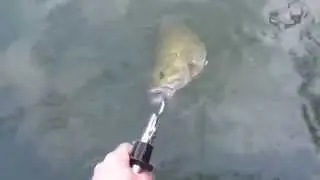 4th Smallmouth Bass of 2015 Release