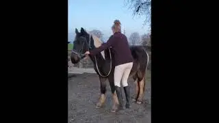 Mars 2025 Midway (poney typé Irish Cob) au débourrage