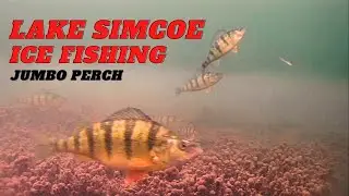 LAKE SIMCOE ICE 🧊 FISHING FOR JUMBO PERCH - UNDERWATER CAMERA ACTION
