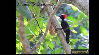 Birds Of Andaman | Bird Watching In Andaman | Andaman Birding Tours
