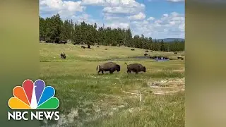 Watch: Woman Trips Running Away From Bison, Plays Dead To Avoid Attack | NBC News NOW