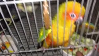 Sun conure TAMTAM | ALODIEL channel