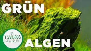 Gr&uuml;nalgen im Aquarium bek&auml;mpfen