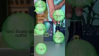 හිසකෙස් ගැලවීයාම ඔයාටත් ප්&zwj;රශ්නයක්ද ? #bilesmanatural