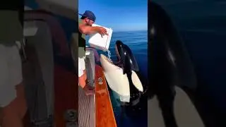 A well-behaved killer whale 🐋✨