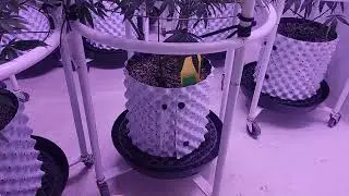 Veg update in the Webbgro system allows me to grow multiple cultivars at the same time