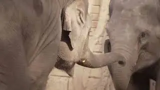elephant video zoo 4k,Elefanten Baby Akito and Bao Ngoc,Zoo Videos@ZooLeipigGermany