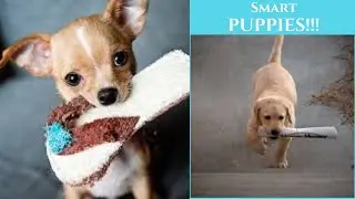 Smart Puppies